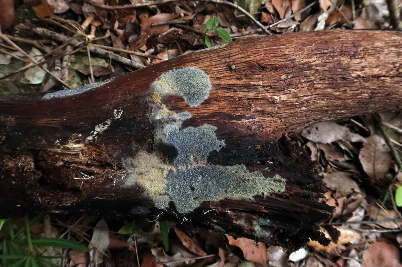 Amaurodon viridis 1 - IMG_8486